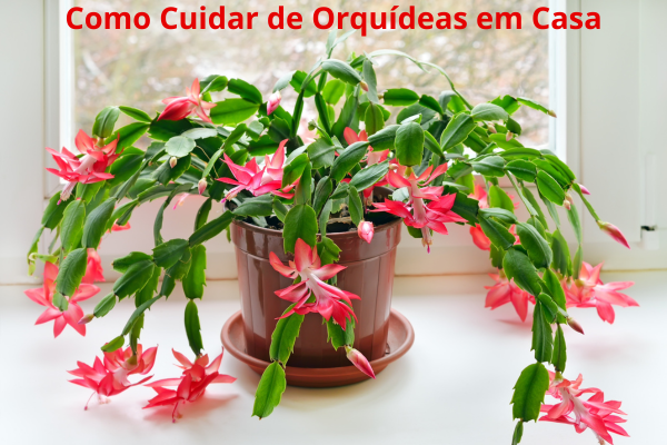 Como Cuidar de Orquídeas em Casa: Passo a Passo Completo