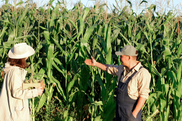 Aposentadoria Rural: Tudo o Que Você Precisa Saber para Garantir o Benefício